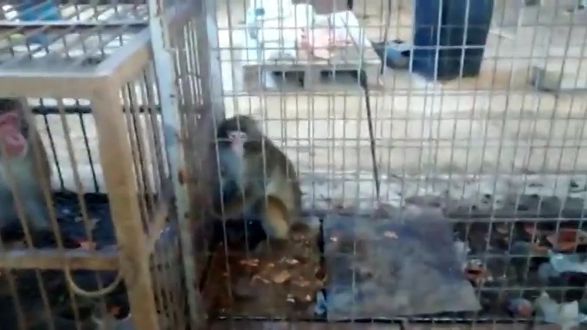 Rescatan a un grupo de monos después de 10 años encerrados en jaulas minúsculas en una finca de Guardamar del Segura