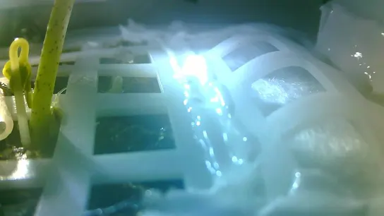 Primera semilla en la Luna Primera semilla en la Luna