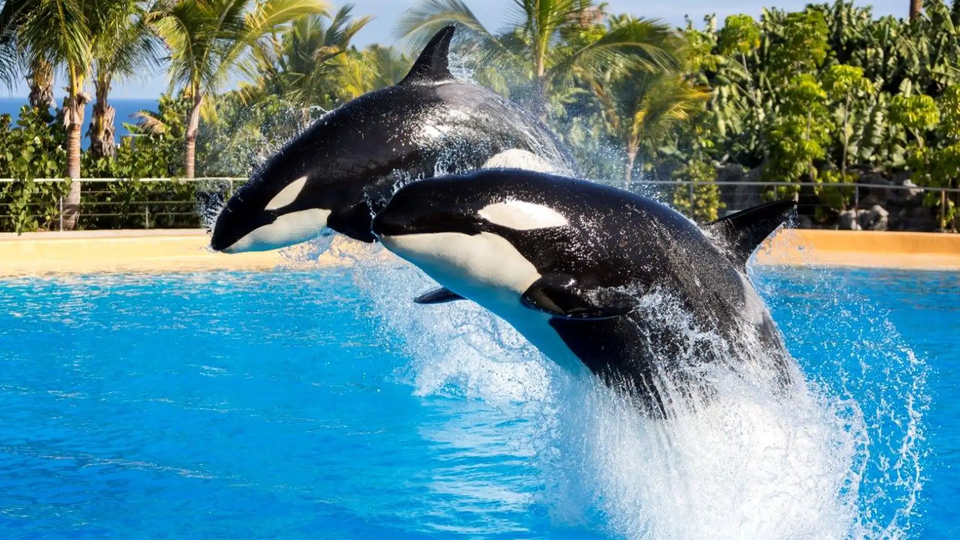 Las orcas asesinas son en realidad pacificas y sensibles