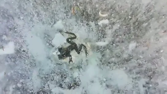 Una rana congelada en Soria Una rana congelada en Soria