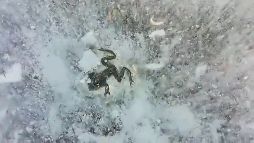 Una rana congelada en Soria Una rana congelada en Soria