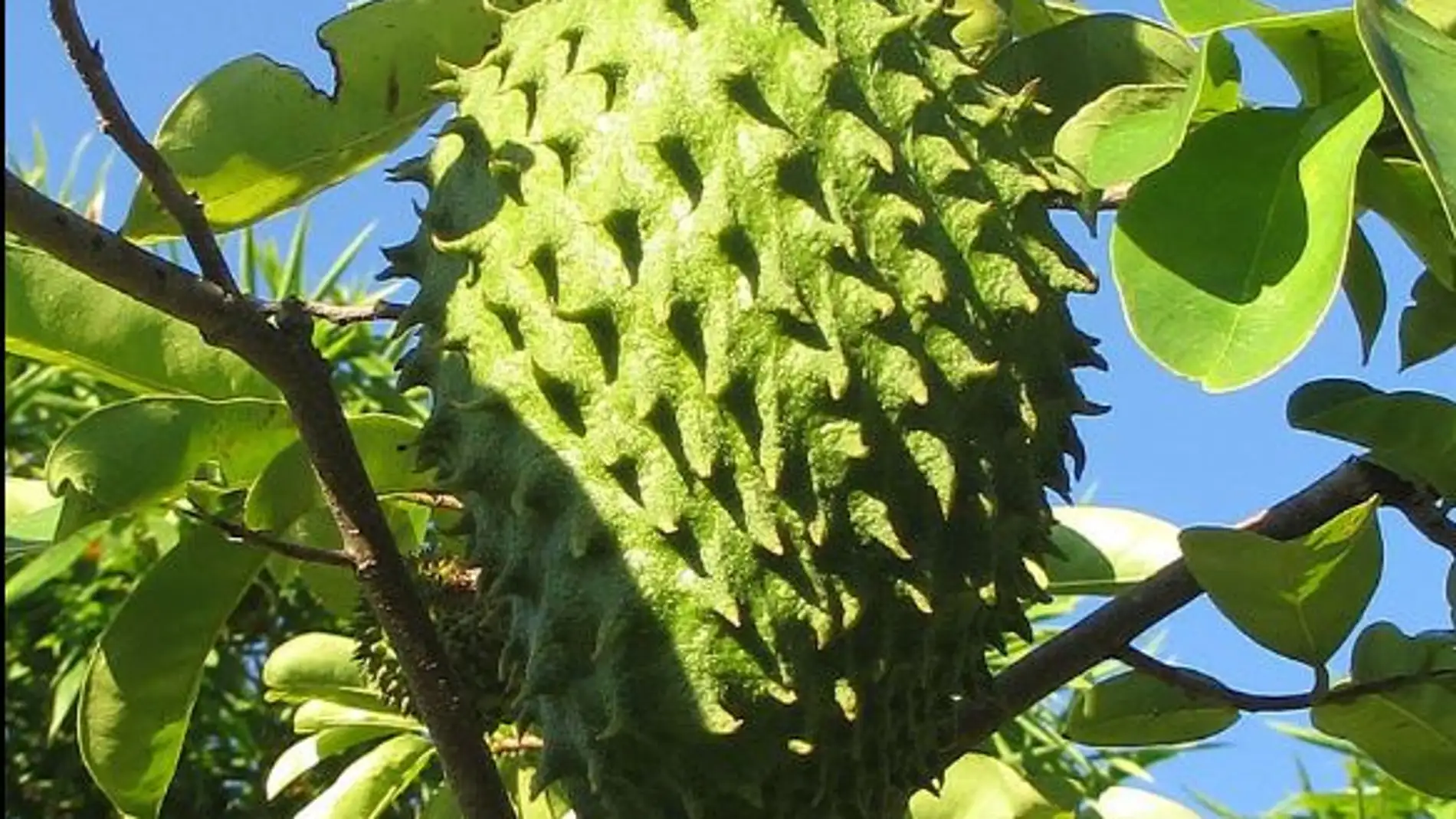 fruto de guanábana