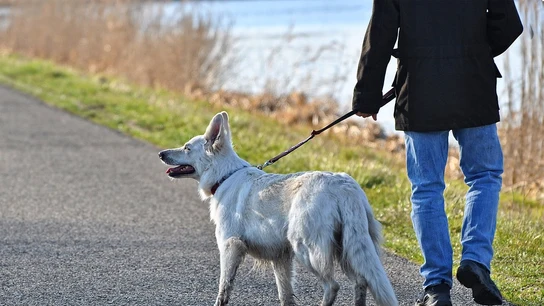 Imagen de archivo de un hombre paseando a su perro Imagen de archivo de un hombre paseando a su perro