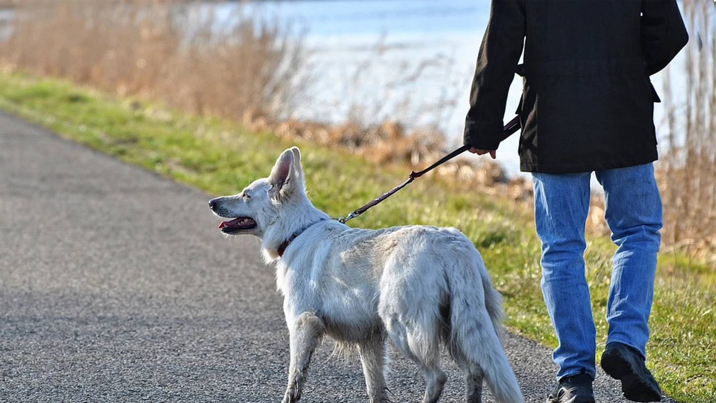 Imagen de archivo de un hombre paseando a su perro Imagen de archivo de un hombre paseando a su perro