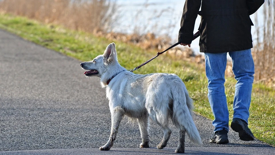 Imagen de archivo de un hombre paseando a su perro