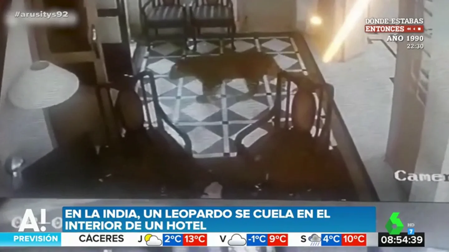 Un leopardo irrumpe en la recepción de un hotel muy popular entre los famosos de Bollywood Un leopardo irrumpe en la recepción de un hotel muy popular entre los famosos de Bollywood