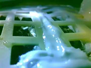 Imagen de semillas de algodón germinadas en la Luna Imagen de semillas de algodón germinadas en la Luna