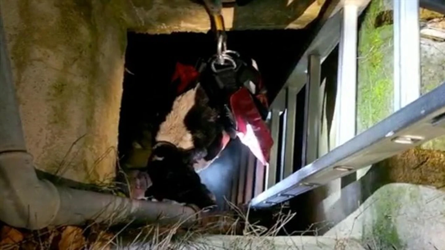 Rescate del cachorro en un pozo de Sax Rescate del cachorro en un pozo de Sax