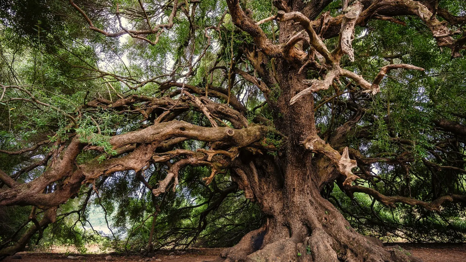 Identifican un gen esencial para la supervivencia de las plantas