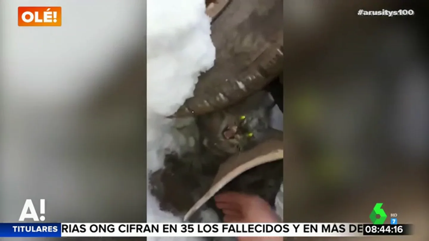 Un niño salva a una gata que quedó atrapada en el motor de un coche al refugiarse del frío Un niño salva a una gata que quedó atrapada en el motor de un coche al refugiarse del frío