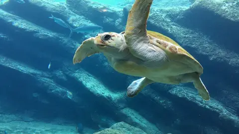 Akumal Akumal