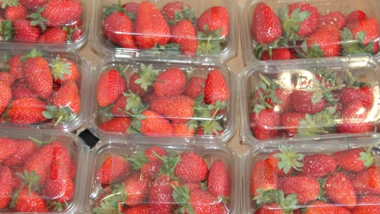 Imagen de fresas envasadas en cajas de plástico. Imagen de fresas envasadas en cajas de plástico.