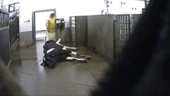 Una vaca en un matadero de Polonia Una vaca en un matadero de Polonia
