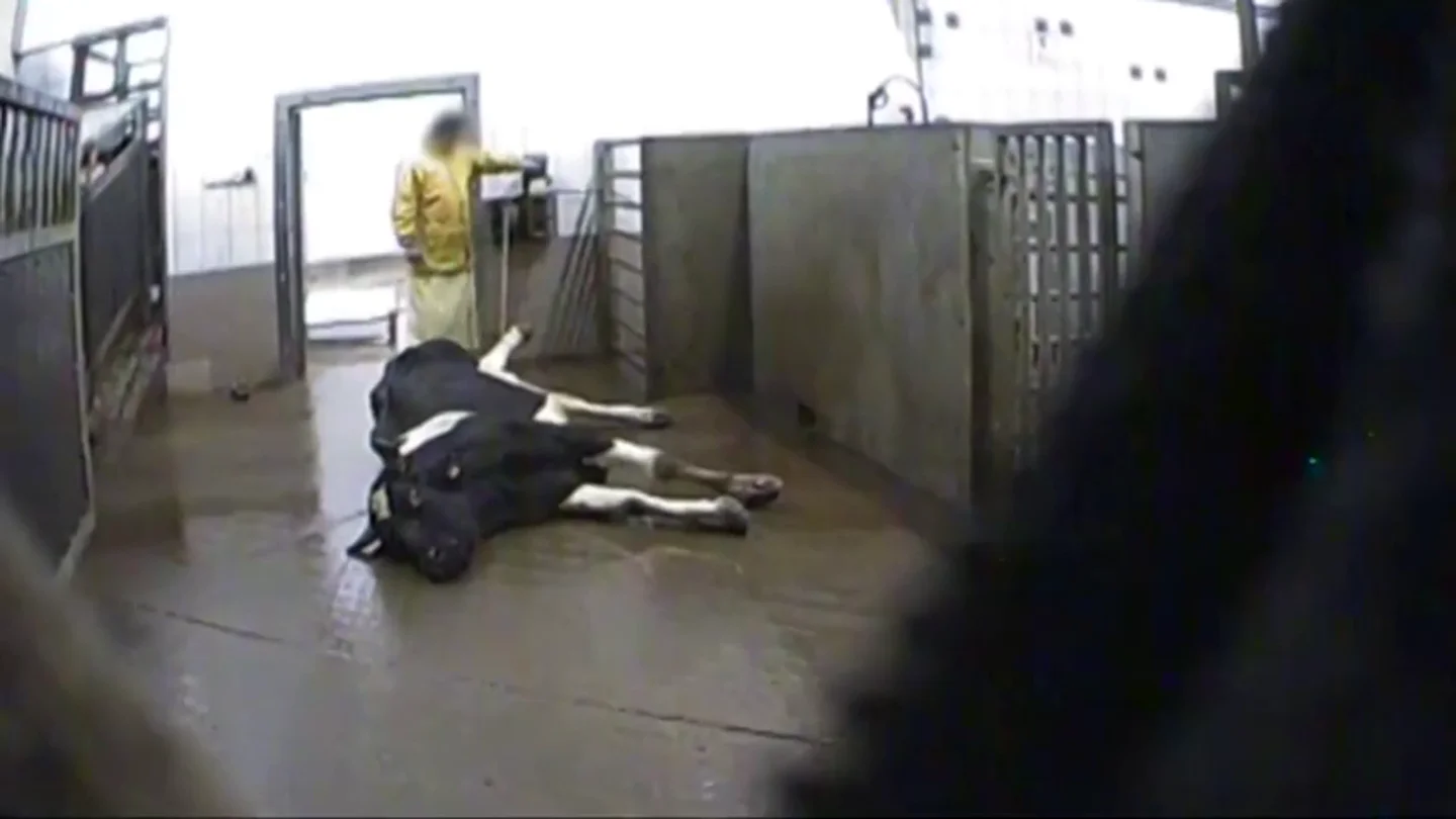 Una vaca en un matadero de Polonia Una vaca en un matadero de Polonia