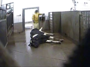 Una vaca en un matadero de Polonia