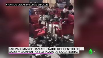 Invasión de palomas en la plaza de la Catedral de Cádiz