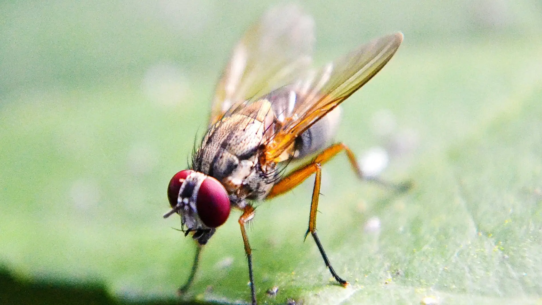 Mosca de la fruta