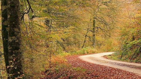 Caminos en la Selva de Irati