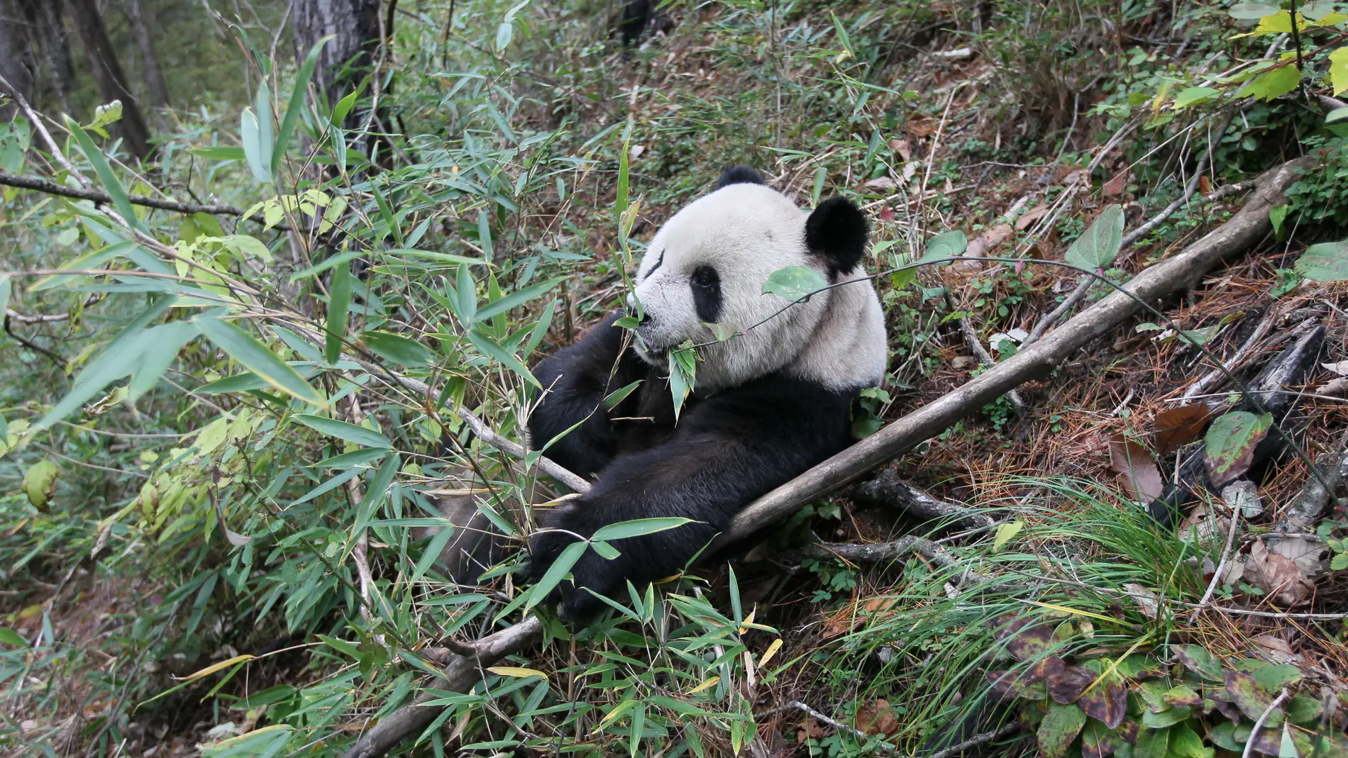 Panda Gigante