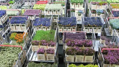 Mercado de las flores Mercado de las flores