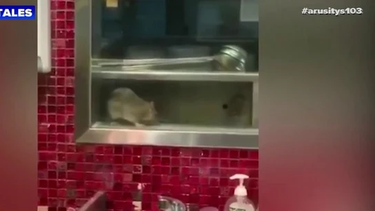 Los trabajadores de un restaurante asiático graban a una rata gigante paseando por la cocina Los trabajadores de un restaurante asiático graban a una rata gigante paseando por la cocina