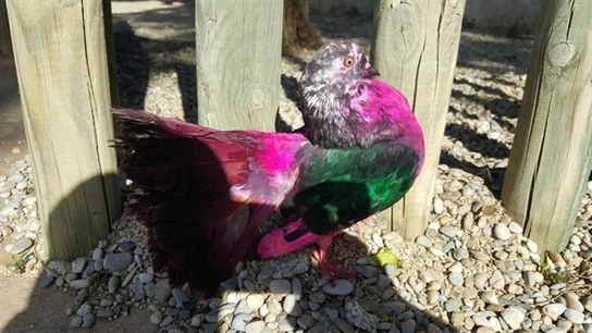 La paloma ha sido trasladada a una protectora animal por la Guardia Urbana La paloma ha sido trasladada a una protectora animal por la Guardia Urbana