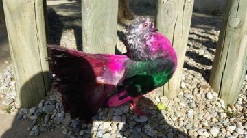 La paloma ha sido trasladada a una protectora animal por la Guardia Urbana