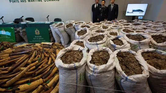 Autoridades hongkonesas incautan más de dos toneladas de colmillos de elefante Autoridades hongkonesas incautan más de dos toneladas de colmillos de elefante