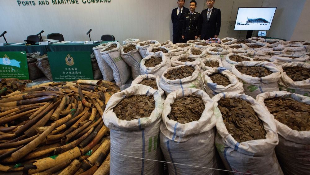 Autoridades hongkonesas incautan más de dos toneladas de colmillos de elefante