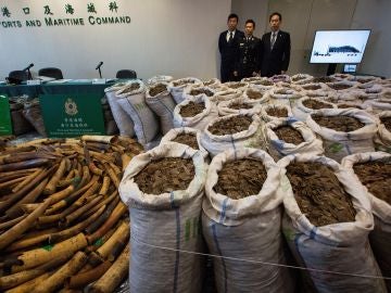 Autoridades hongkonesas incautan más de dos toneladas de colmillos de elefante Autoridades hongkonesas incautan más de dos toneladas de colmillos de elefante