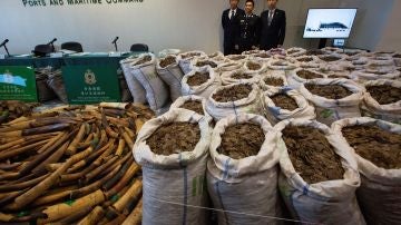 Autoridades hongkonesas incautan más de dos toneladas de colmillos de elefante