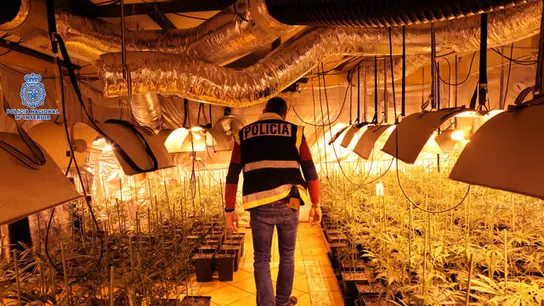 Plantación ilegal de marihuana Plantación ilegal de marihuana