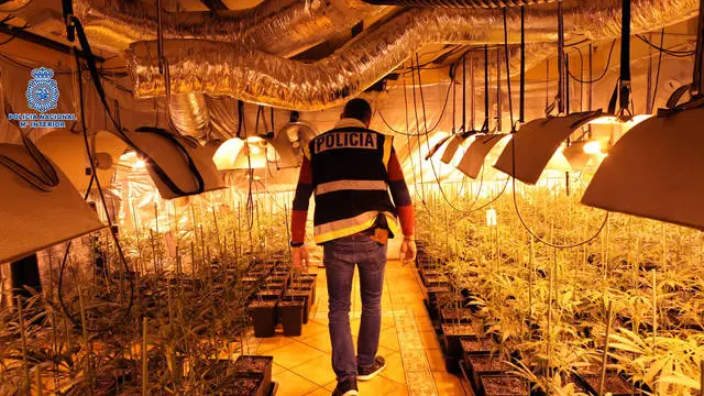 Plantación ilegal de marihuana