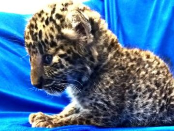Imagen del cachorro de leopardo encontrado Imagen del cachorro de leopardo encontrado