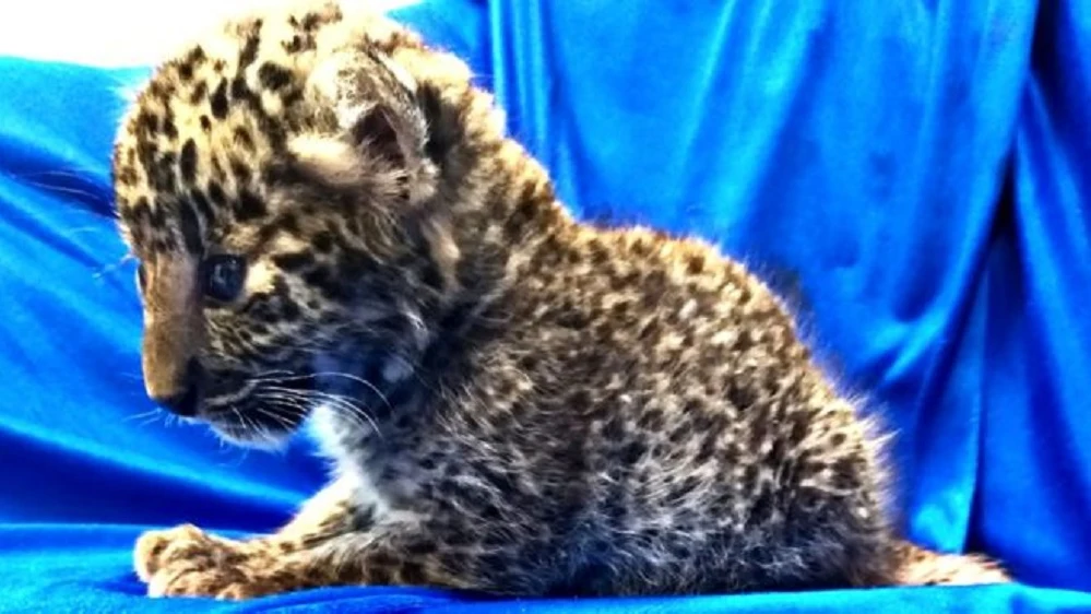 Imagen del cachorro de leopardo encontrado