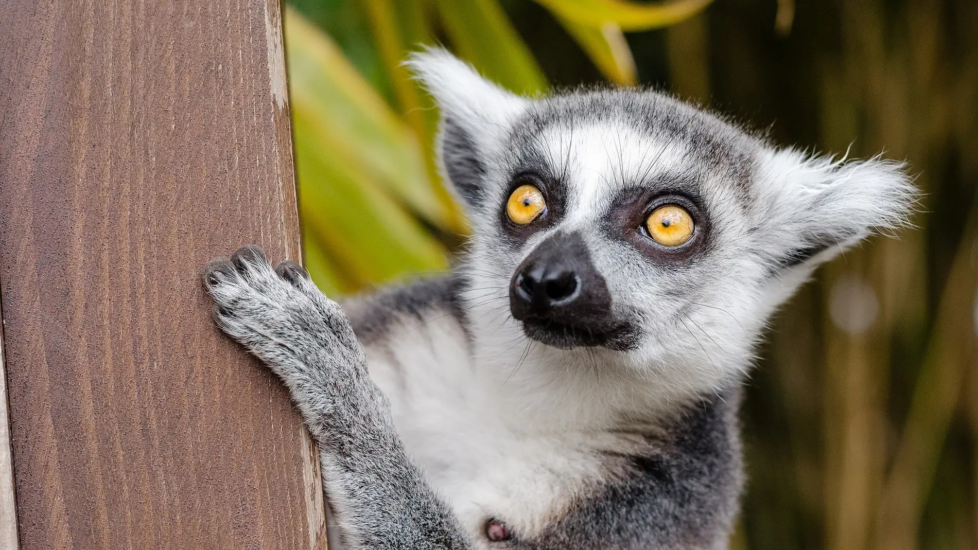 El lado oscuro de los videos virales con lemures