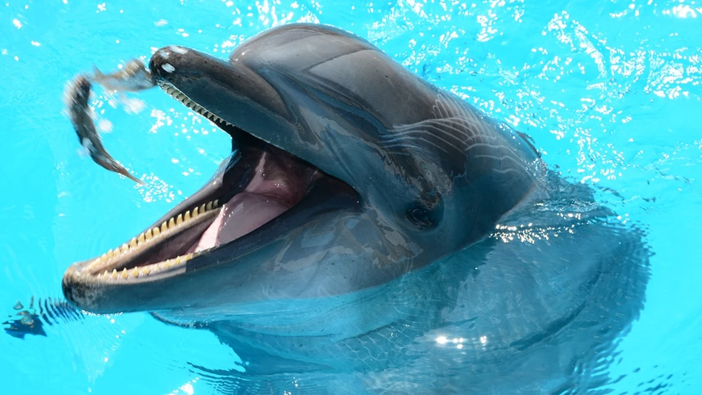 Protestan por la muerte de cuatro delfines en centro de atracciones de EEUU Protestan por la muerte de cuatro delfines en centro de atracciones de EEUU