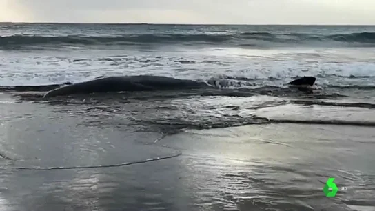 Muere la ballena malherida que llegó a la playa de Sopela, Bizkaia Muere la ballena malherida que llegó a la playa de Sopela, Bizkaia