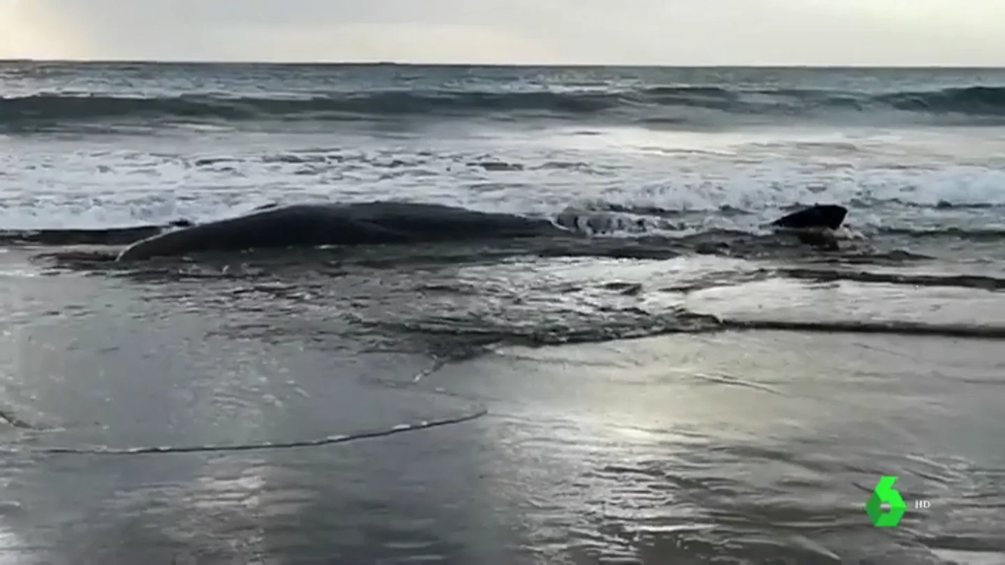 Muere la ballena malherida que llegó a la playa de Sopela, Bizkaia Muere la ballena malherida que llegó a la playa de Sopela, Bizkaia