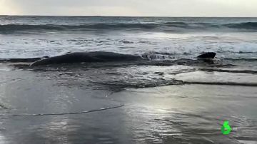 Muere la ballena malherida que llegó a la playa de Sopela, Bizkaia