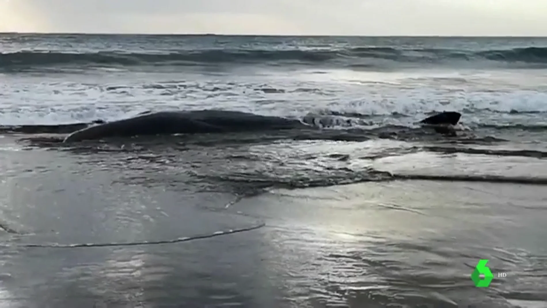 Muere la ballena malherida que llegó a la playa de Sopela, Bizkaia