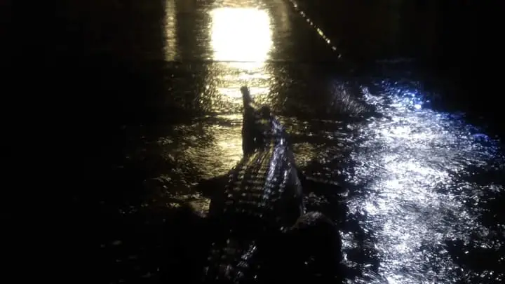 Una vecina publicó esta imagen de un cocodrilo frente a la casa de sus padres