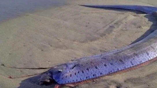 Temen la llegada de un tsunami o terremoto a Japón tras la aparición de tres peces remo en una playa Temen la llegada de un tsunami o terremoto a Japón tras la aparición de tres peces remo en una playa