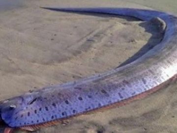 Temen la llegada de un tsunami o terremoto a Japón tras la aparición de tres peces remo en una playa Temen la llegada de un tsunami o terremoto a Japón tras la aparición de tres peces remo en una playa