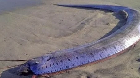 Temen la llegada de un tsunami o terremoto a Japón tras la aparición de tres peces remo en una playa