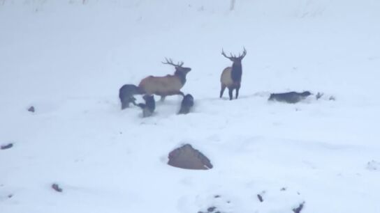 Una manada de lobos rodea sigilosamente a cuatro ciervos