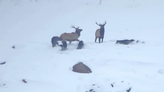 Una manada de lobos rodea sigilosamente a cuatro ciervos Una manada de lobos rodea sigilosamente a cuatro ciervos