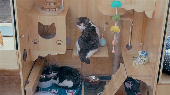 Un informático chino crea un refugio para gatos con inteligencia artificial Un informático chino crea un refugio para gatos con inteligencia artificial