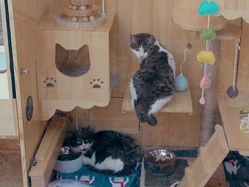 Un informático chino crea un refugio para gatos con inteligencia artificial Un informático chino crea un refugio para gatos con inteligencia artificial