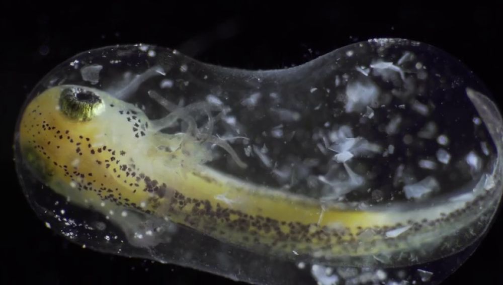 El increíble timelapse de la formación de una cría: desde un cigoto unicelular hasta una larva